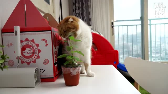 超级猫世界_猫世界教程_超级猫游戏