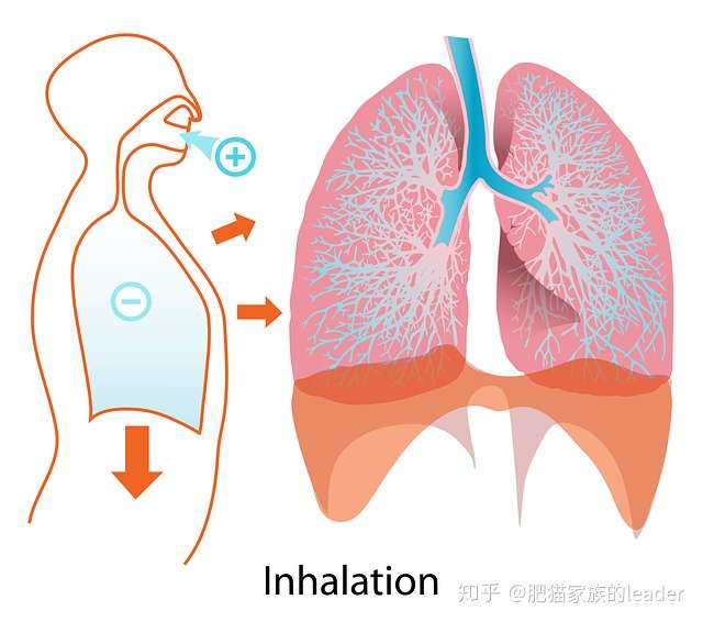 三型肺结核的症状_肺症状结核型是什么_肺结核的型状