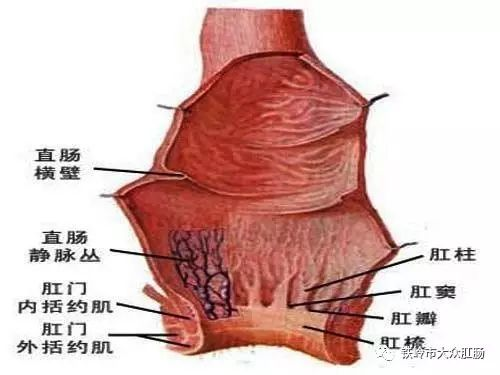 肛门失禁诊断标准_肛门失禁的案例_肛门失禁定义