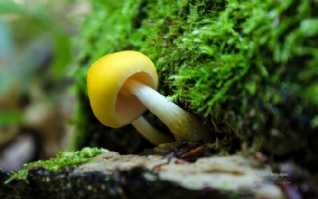 雨林木风 教程-探秘雨林木风：生态奇妙，生物多样，探索技巧全解析