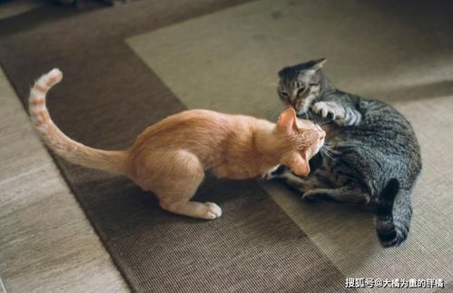 猫之间游戏